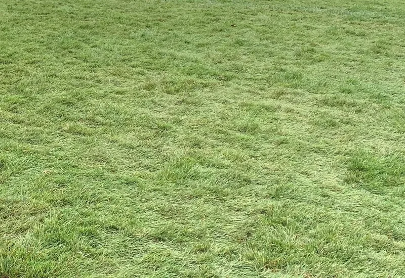 Close-up of thick, healthy green turf